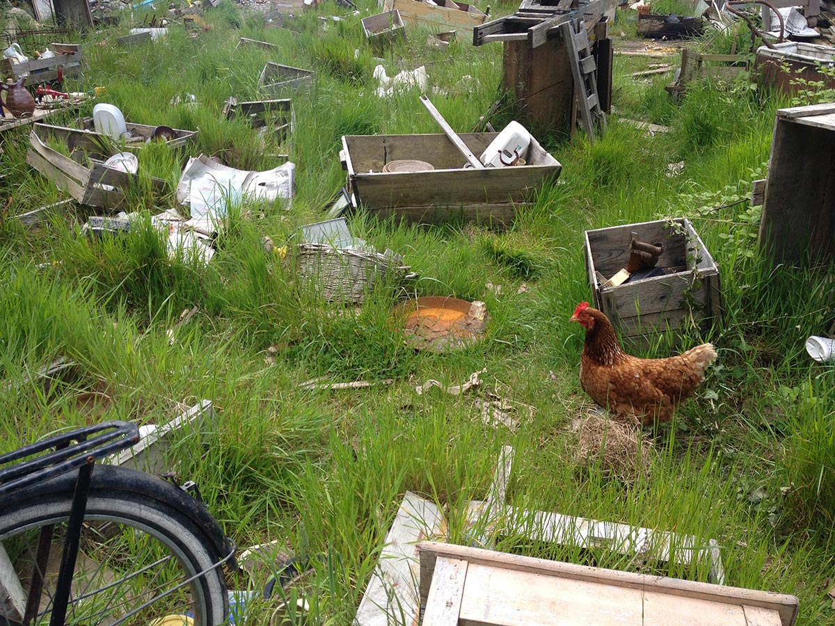 Poule de la casse - Matthieu Laporte