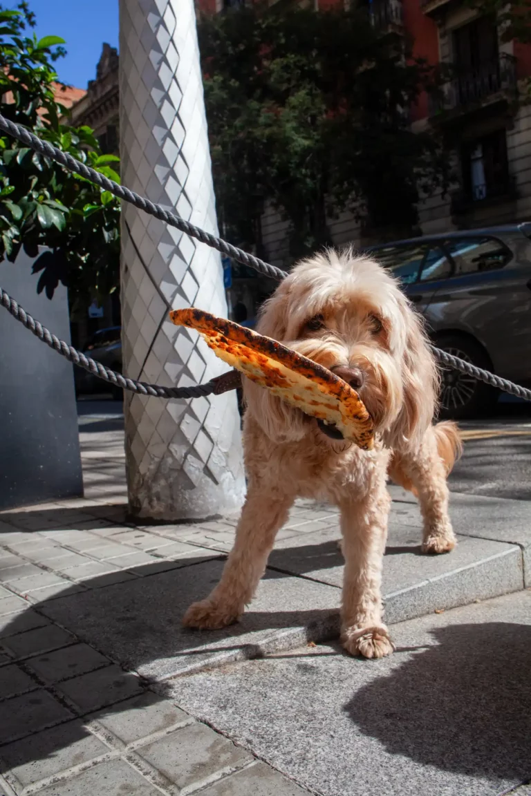 Pizza dog Barcelone