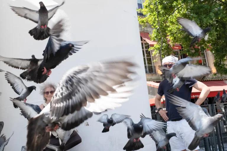 Pigeons Paris